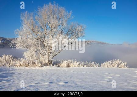 Snowy winter landscape at the Irrsee in the morning mist, Zell am moss, Salzkammergut, Upper Austria, Austria, Europe Stock Photo