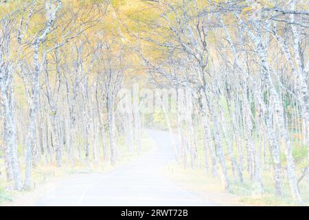 Airy photo of Shirakabadaira and Prefectural Road 484 in autumn leaves in the morning Stock Photo