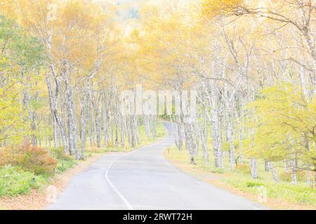 Airy photo of Shirakabadaira and Prefectural Road 484 in autumn leaves in the morning Stock Photo