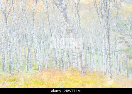 Airy photo of Shirakabadaira of autumn leaves in the morning Stock Photo