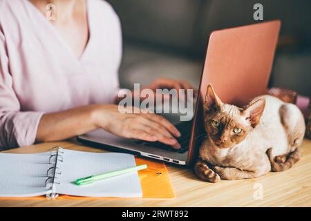 Woman working with cat from home. Girl using laptop. Close up cat looking to the camera. Stock Photo