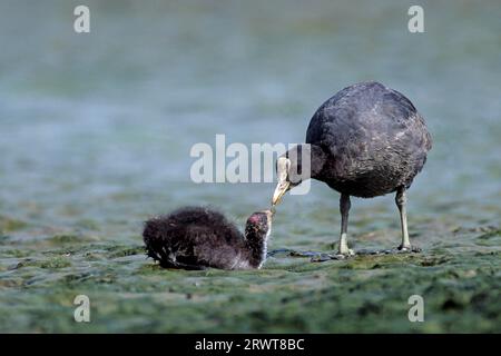Common coot, the clutch can contain 10 eggs (Blaessralle) (Photo coot feeds chick), Eurasian Eurasian Coot (Fulica atra), the female lays up to 10 Stock Photo