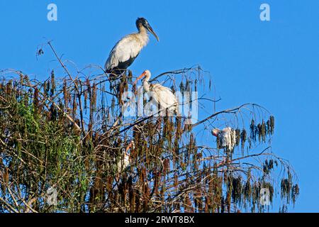 Wood Stork, the female lays on average 3, 5 eggs (Photo Wood Stork (Mycteria americana) and Snow Ibis in the early morning), Wood Stork, the female Stock Photo