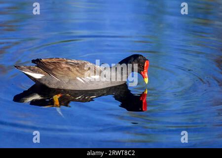 Common Moorhen (Gallinula chloropus), adult birds have a typical red frontal shield above the bill (Swamp Chicken) (Photo adult bird) Stock Photo