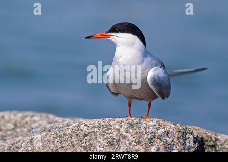 Common Tern (Sterna hirundo) after about 3 weeks the young birds hatch (photo adult in breeding plumage), Common Tern nests close to water (photo Stock Photo