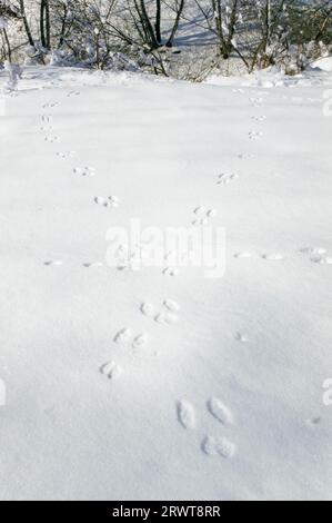 Rabbit tracks in the snow, Rabbit spoor, Rabbit footprint, Rabbit trail (Oryctolagus cuniculus) Stock Photo