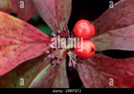 Canadian Dogwood (Cornus) the berries are eaten by animals and thus
