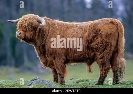 Scottish Highland Cattle, bulls would dominate adult females when they are 2 years of age (Photo bull), Highland Cattle, young bulls would dominate Stock Photo