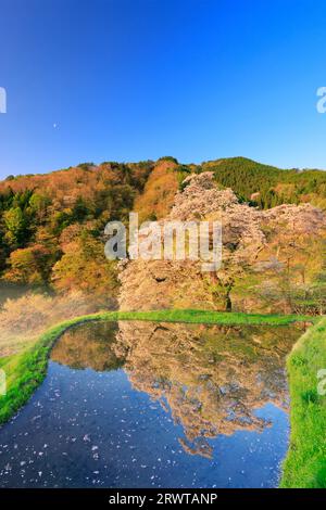 Cherry blossoms and the moon in the Komatsunagi Cherry Blossom Garden in the morning Stock Photo