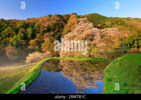 Cherry blossoms and the moon in the Komatsunagi Cherry Blossom Garden in the morning Stock Photo