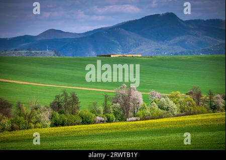 Fields of Springtime Splendor: Rapeseed and Wheat Fields Flourishing under a Clear Blue Sky in a Rural Agricultural Landscap Stock Photo