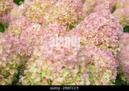 Hydrangea paniculata flowers background texture. Beautiful Garden blossoming plant. Huge landscaping trend. Lawn, shrubbery in the backyard. Scenic of Stock Photo