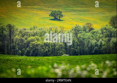 A Springtime Flourish: Rapeseed and Wheat Fields Blossoming with Color in a Rural Agricultural Landscape Stock Photo