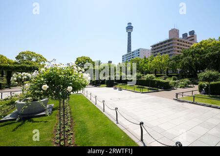 Yamashita Park with roses in bloom Stock Photo