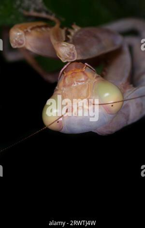 close up of head of praying mantis hanging upside down on plant against black background Stock Photo