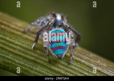 A male Maratus speciosus; the Coastal Peacock spider in his breeding plumage Stock Photo