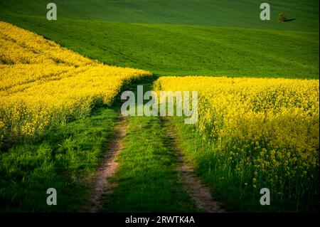 Spring's Splendor: Rapeseed and Wheat Fields in Full Blossom – Beautiful Agricultural Landscape Stock Photo