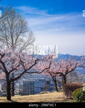 Yamanashi Landscapes Peach blossoms and Mt. Fuefukigawa Fruit Park Stock Photo