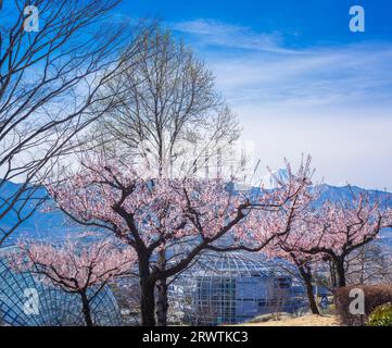 Yamanashi Landscapes Peach blossoms and Mt. Fuefukigawa Fruit Park Stock Photo