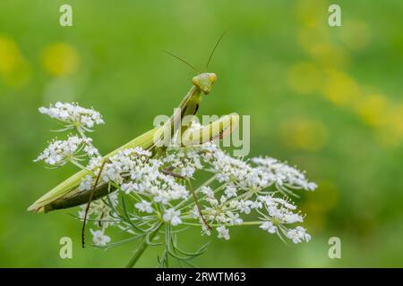 Beautiful Praying Mantis on flower Stock Photo