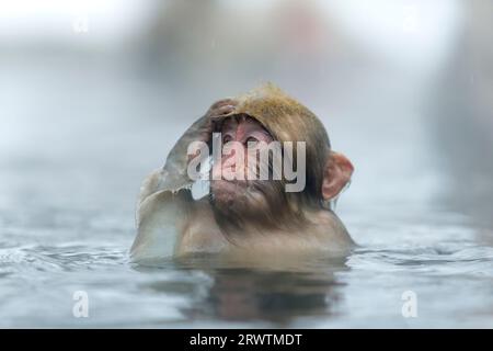 A baby monkey scratching its head in a hot spring Stock Photo