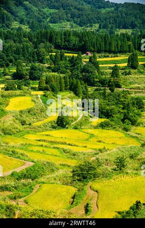 Terraced rice paddies of Hoshitoge in full harvest Stock Photo