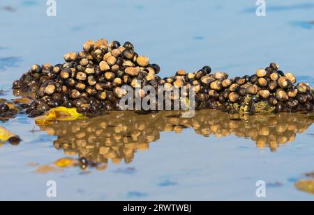 Dense cluster of sea snail or marine snail shells on a beach on the West Sussex coastline in England, UK. Stock Photo