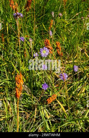 Close up of Bog asphodel and Field scabious flowers flowering growing in a boggy area summer in Borrowdale Lake District National Park Cumbria UK Stock Photo