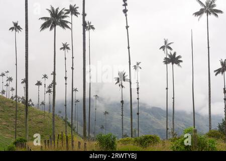 Cocora Valley in Los Nevados National Park, Colombia - Wax palm is the Colombian national tree and endangered species under risk of disappearance. Stock Photo