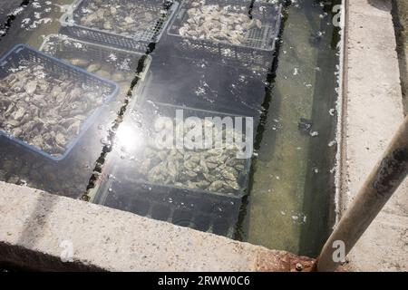 Freshly harvested oysters in crates submerged in water in Terenez in Brittany, France. Stock Photo