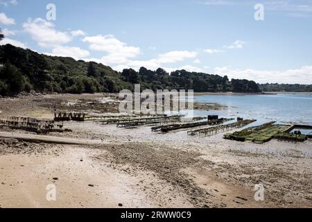 Oyster fram racks visible on the shore at low tide in the Anse de Terenez in Brittany, France. Stock Photo