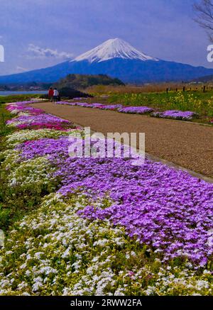shiba-zakura-grass-cherry-blossoms-in-oishi-park-and-mt-fuji-stock