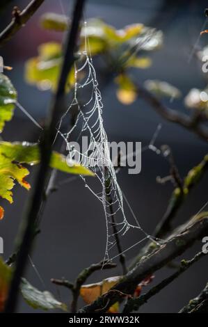 Drops of water on the cobweb (spider web) between tree branches Stock Photo