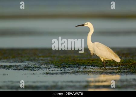 Little egret (Egretta garzetta) standing among vegetation while hunting in the Danube delta complex of lagoons Stock Photo