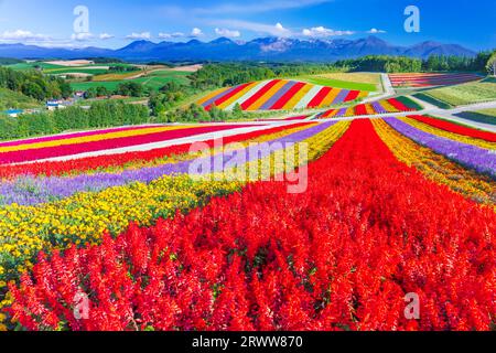 Shikisai no Oka with vivid flowers Stock Photo