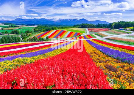 Shikisai no Oka with vivid flowers Stock Photo