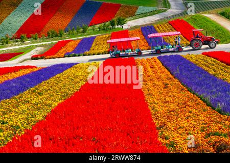 Shikisai no Oka with vivid flowers Stock Photo