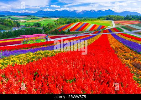 Shikisai no Oka with vivid flowers Stock Photo