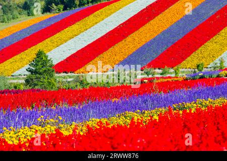 Shikisai no Oka with vivid flowers Stock Photo