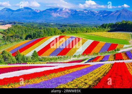 Shikisai no Oka with vivid flowers Stock Photo