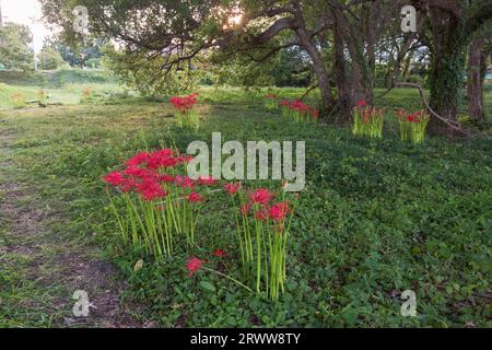 Higanbana (cluster amaryllis) at Katsurahama Park, Shiga Stock Photo