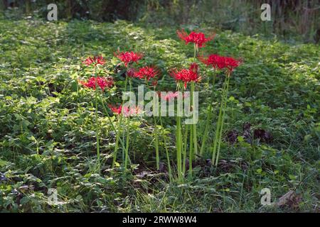 Higanbana (cluster amaryllis) at Katsurahama Park, Shiga Stock Photo