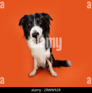 Portrait angry or furious border collie puppy dog sitting on orange background. Stock Photo