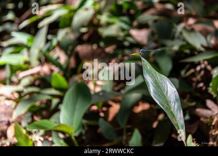 Close-up on dragon-fly standing on a leaf Stock Photo