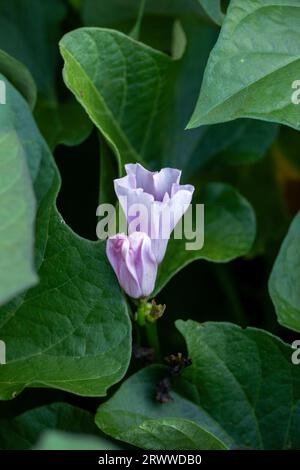 Natural garden close up of Sweet potato ‘Beauregard flower and foliage Stock Photo