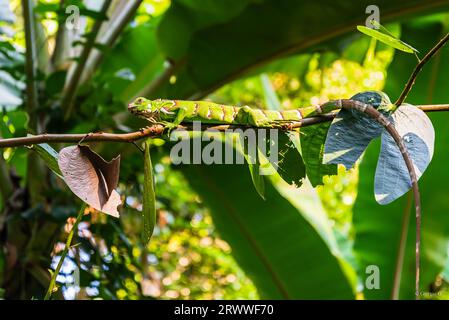 Little lizard on thin tree branch Stock Photo