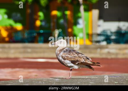 Close up of scruffy looking seagull standing on sidewalk with blurred background Stock Photo