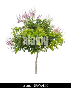 Lagerstroemia floribunda, also known as Thai crape myrtle and kedah bungor isolated on white background. Stock Photo