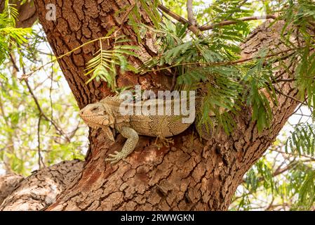 Close-up on iguana posing on a tree trunk Stock Photo