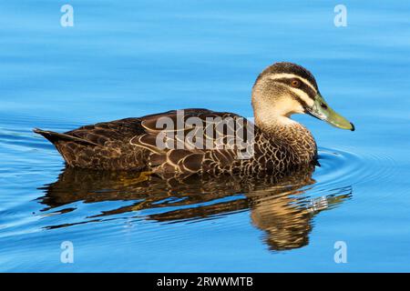 Pacific Black Duck, Anas superciliosa, swimming on Bibra Lake in Perth, Western Australia Stock Photo